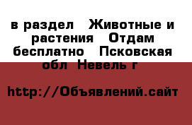  в раздел : Животные и растения » Отдам бесплатно . Псковская обл.,Невель г.